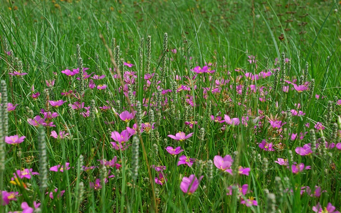 草、ピンクの野生の花 壁紙 ピクチャー