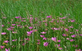 草、ピンクの野生の花 HDの壁紙