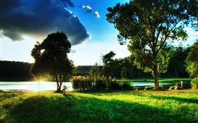 草、木、川沿いの、太陽の光、雲 HDの壁紙
