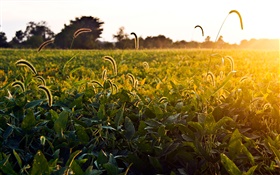 草原、朝、太陽、米国オハイオ州 HDの壁紙