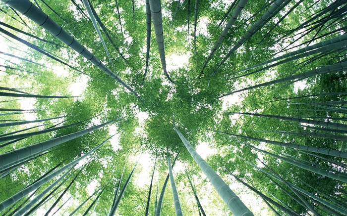 グリーン竹の森、空、まぶしさ 壁紙 ピクチャー