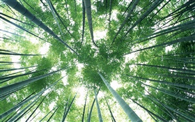 グリーン竹の森、空、まぶしさ HDの壁紙