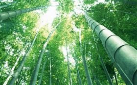 グリーン竹、太陽の光