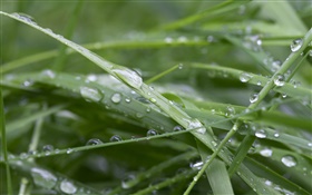 緑の草、後の雨、水滴
