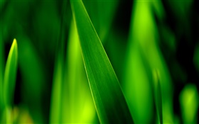 緑の草ブレードマクロ HDの壁紙