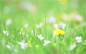 緑の草、黄色の花、ボケ味 HDの壁紙