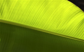 緑の葉、マクロ、クローズアップ HDの壁紙