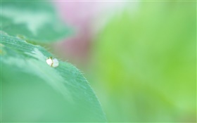 緑の葉マクロ、水滴、ボケ