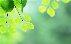 グリーンの葉、小枝、水滴 HDの壁紙