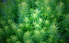 緑色植物クローズアップ HDの壁紙