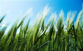 グリーン麦畑、青空 HDの壁紙