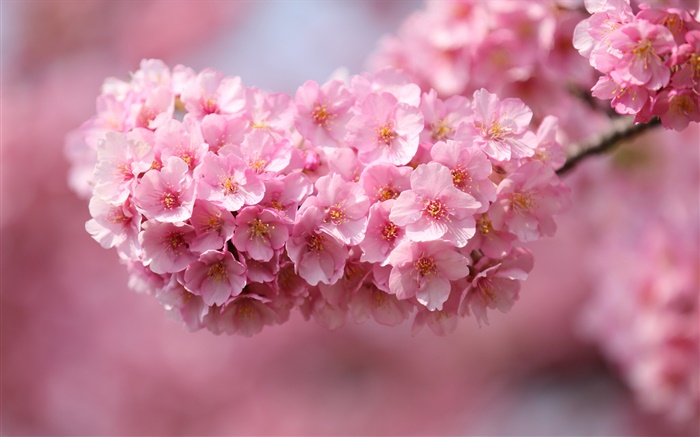 日本の桜、小枝、ピンクの花、ボケ味 壁紙 ピクチャー
