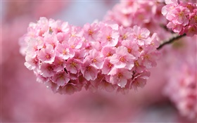 日本の桜、小枝、ピンクの花、ボケ味