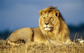 森の王、ライオンクローズアップ HDの壁紙