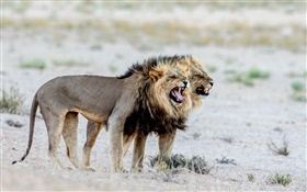 ライオン、アフリカ HDの壁紙