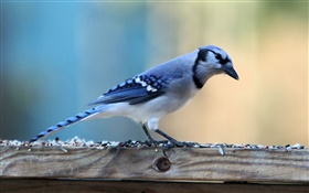 ロンリー青い鳥 HDの壁紙