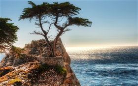 孤独な木、崖、海岸 HDの壁紙