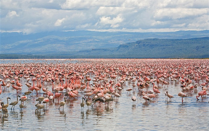 多くのフラミンゴ、ナクル湖国立公園、ケニア 壁紙 ピクチャー