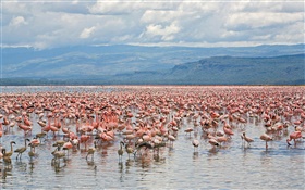 多くのフラミンゴ、ナクル湖国立公園、ケニア HDの壁紙