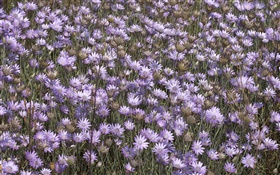 多くの野生の紫色の花