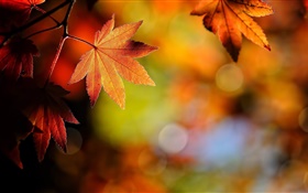 メープルは、クローズアップ、赤、ボケ味、秋を残します HDの壁紙