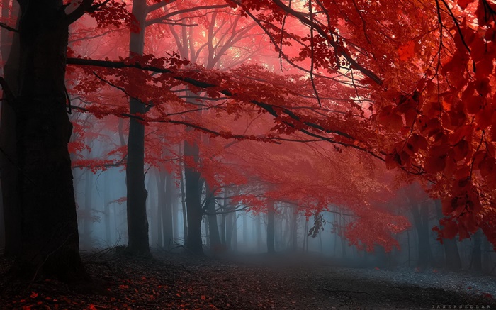 霧、森、木、秋、紅葉 壁紙 ピクチャー