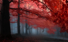 霧、森、木、秋、紅葉