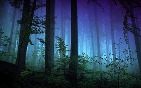 朝、森、木、霧 HDの壁紙