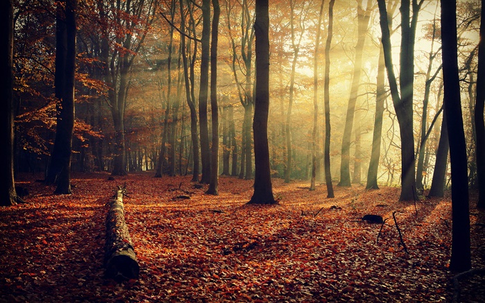 朝の太陽、森、木、秋 壁紙 ピクチャー