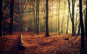 朝の太陽、森、木、秋 HDの壁紙