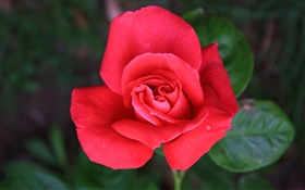 一つの赤い花バラ HDの壁紙