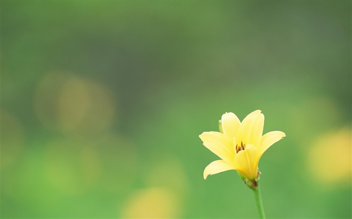 一つの黄色の花、緑の背景 壁紙 ピクチャー