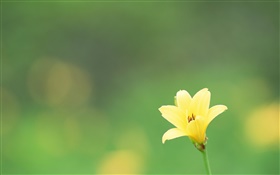 一つの黄色の花、緑の背景