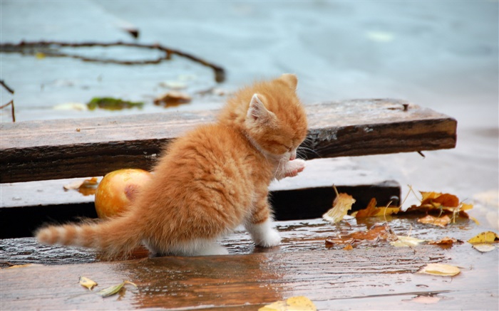 オレンジ子猫、秋、葉 壁紙 ピクチャー