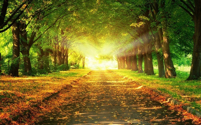 公園、道路、木、太陽の光、秋 壁紙 ピクチャー