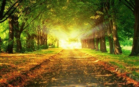 公園、道路、木、太陽の光、秋 HDの壁紙