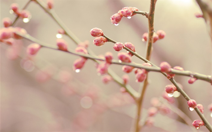 桃の花の芽、春、小枝 壁紙 ピクチャー