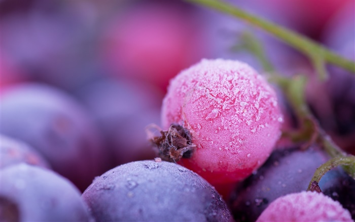 ピンクと紫の果実、霜、冬 壁紙 ピクチャー