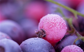 ピンクと紫の果実、霜、冬 HDの壁紙