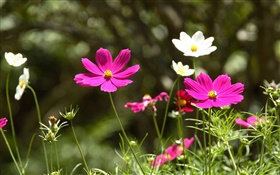 花bipinnatusピンクと白のコスモス
