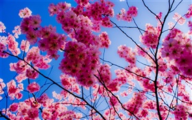 ピンクの桜 HDの壁紙