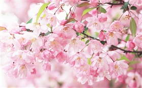ピンクの桜の花、ぼやけました HDの壁紙
