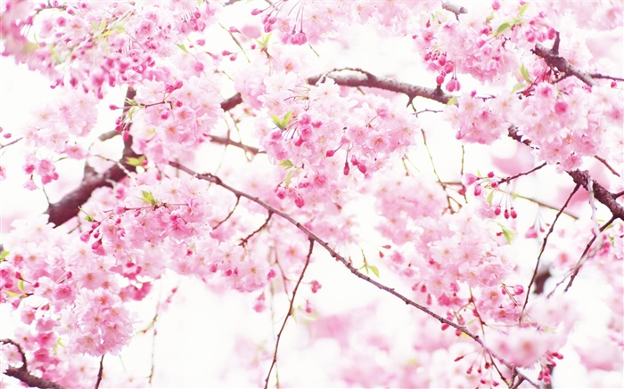 ピンクの桜の花、木、春 壁紙 ピクチャー