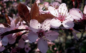 ピンクの梅の花クローズアップ HDの壁紙