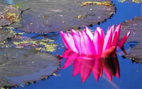 ピンクのスイレンの花、池 HDの壁紙