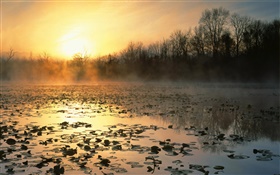 池、木、霧、日の出 HDの壁紙