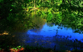 池、木、太陽の光 HDの壁紙
