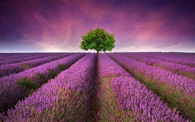 紫色のラベンダーの花のフィールド、木