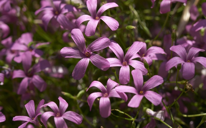 紫色の小さな花の写真撮影 壁紙 ピクチャー
