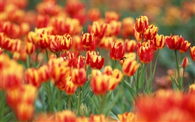 赤とオレンジ色の花びら、チューリップの花 HDの壁紙